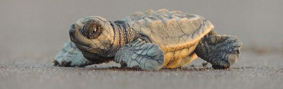 Book Online Tickets for Velas Turtle Festival on 17th-18th Mar 2, Pune. Eco Tour to Velas Turtle Festival on 17th-18th Mar 18 Leaving Friday Night&nbsp;
Batch 01 : 10th-11th Mar 18Batch 02 : 17th-18th Mar 18Batch 03 : 24th-25th Mar 18Batch 04 : 29th-30th Mar 18Batch 05 : 30th-31st Mar 18Batch 06 : 31st Mar-01st Apr 18Bat