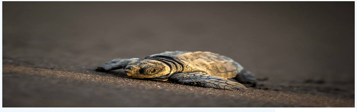 Book Online Tickets for Anjarle Turtle Festival on 7th 8th April, ratnagiri. 



 
 
Anjarle Village is hosting its first turtle conservation event. Let us support the villagers and provide support and motivation to villagers by participating in Anjarle Turtle Festival.


 


Anjarle beach located near Dapoli i