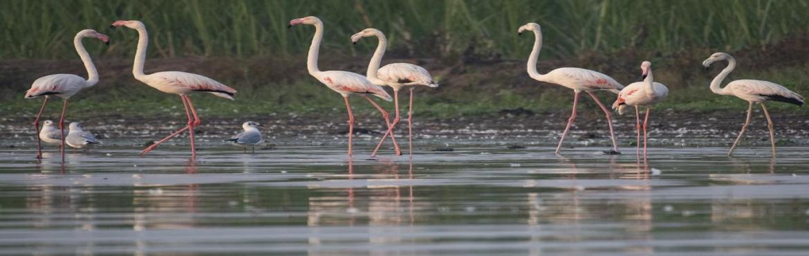Book Online Tickets for PWST Special Flamingo Festival -Bhigwan , Bhigwan.  Bhigwan town is known as mini Bharatpur or Bharatpur of Maharashtra, famous for bird watching, especially flamingo. The small dusty town of Bhigwan has the backwaters of Ujani dam and gives sighting of many variety of birds such as Flamingos,Du