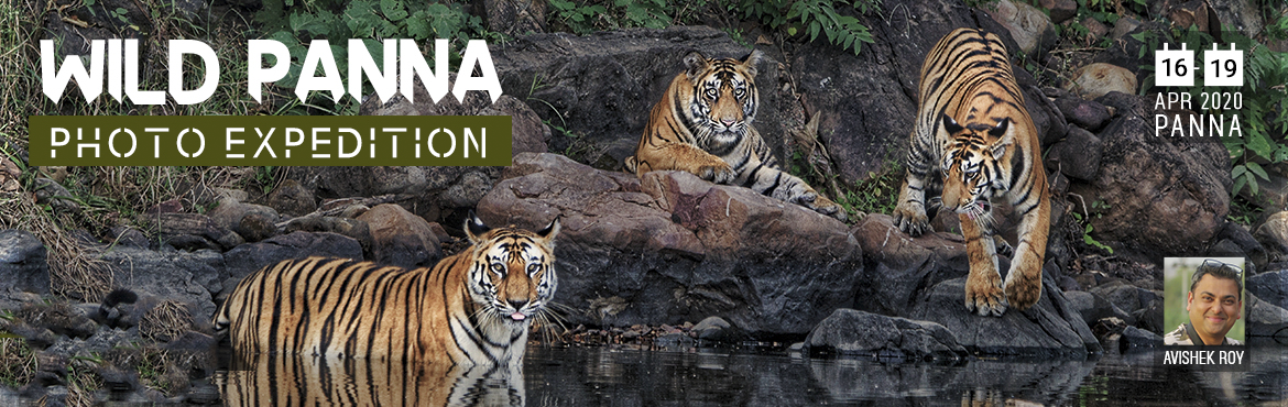 Book Online Tickets for PANNA WILDLIFE PHOTOGRAPHY TOUR, Panna. Among the most prominent wildlife sanctuaries in Madhya Pradesh amassing wildlife enthusiasts and photographers from all across the globe is Panna National Park. Located in the Chhatarpur district of Madhya Pradesh, Panna National park is one of the 